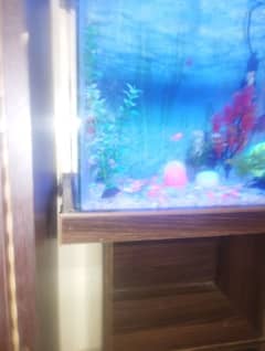 1 Big Goldfish, 4 ( tetra) ,2 (Angel Fish)