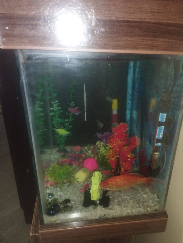 1 Big Goldfish, 4 ( tetra) ,2 (Angel Fish) 3