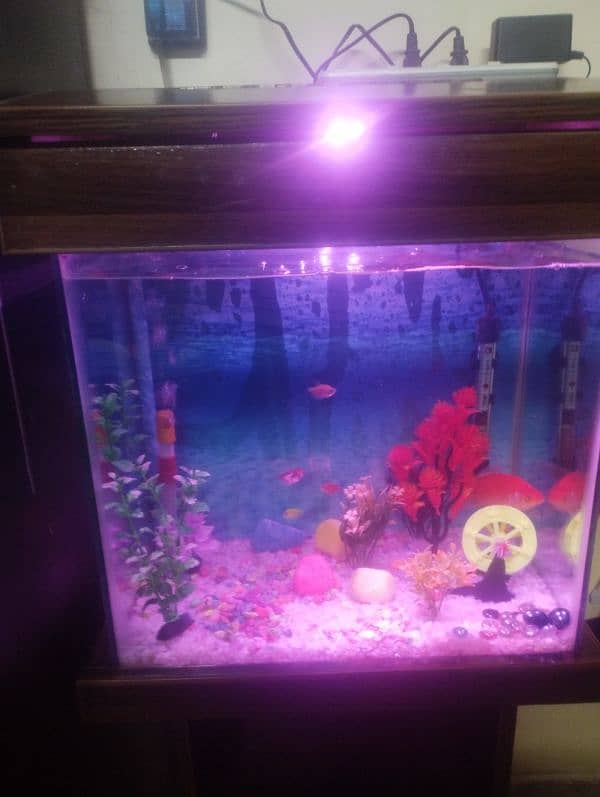 1 Big Goldfish, 4 ( tetra) ,2 (Angel Fish) 4