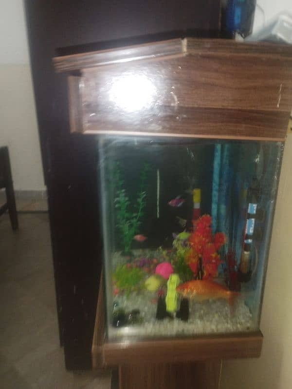 1 Big Goldfish, 4 ( tetra) ,2 (Angel Fish) 7