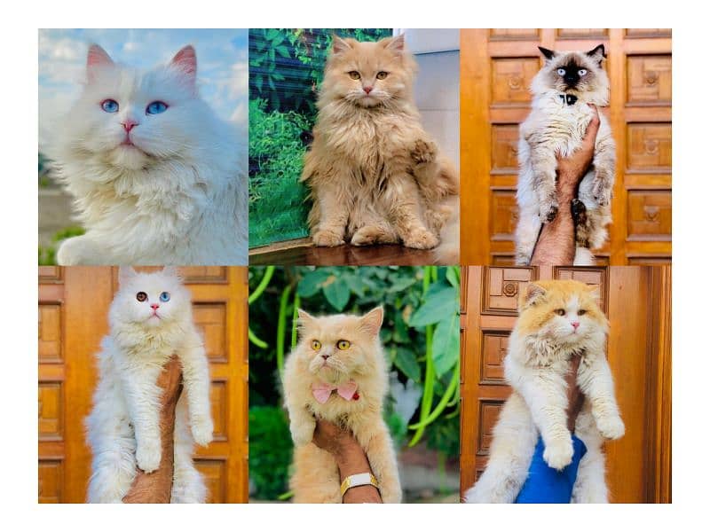 Persian hamalian british punch face piki face cat's and kitten's 0