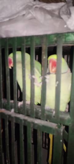 parrots