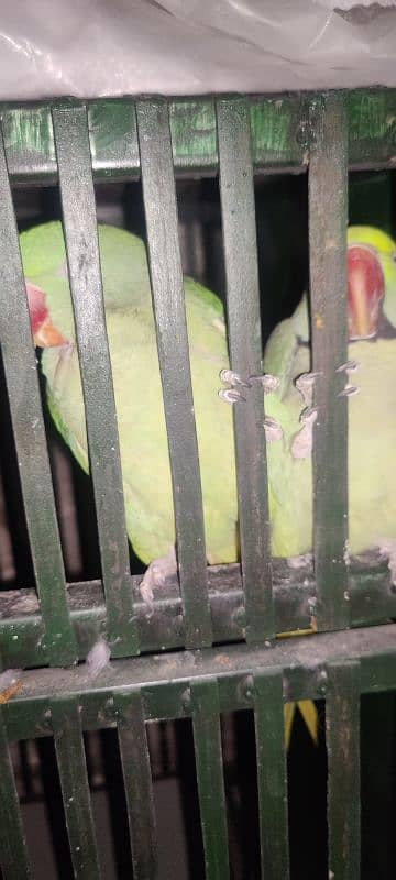 parrots 2