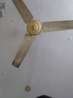 fan achi condition