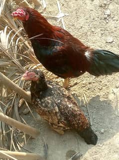 Aseel female for sale egg laying