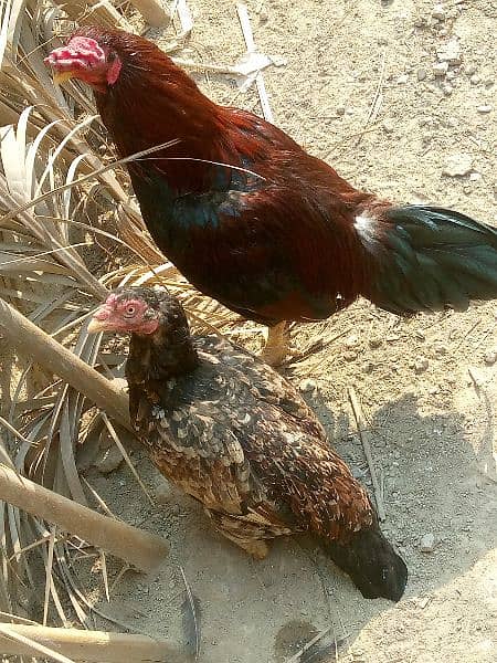 Aseel female for sale egg laying 0