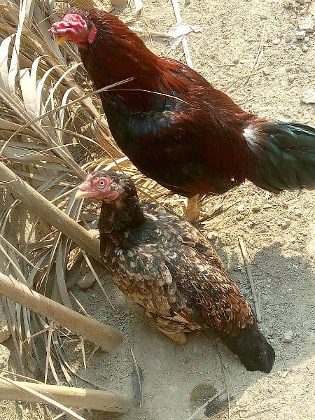 Aseel female for sale egg laying 1