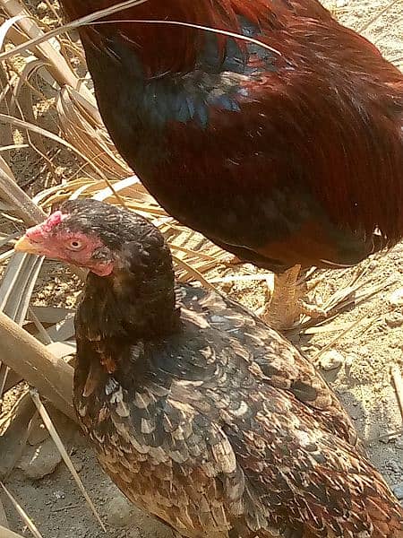 Aseel female for sale egg laying 2