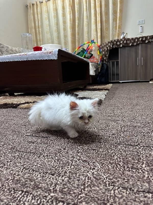 persian cat 0