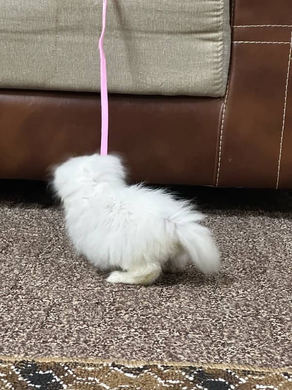 persian cat 3