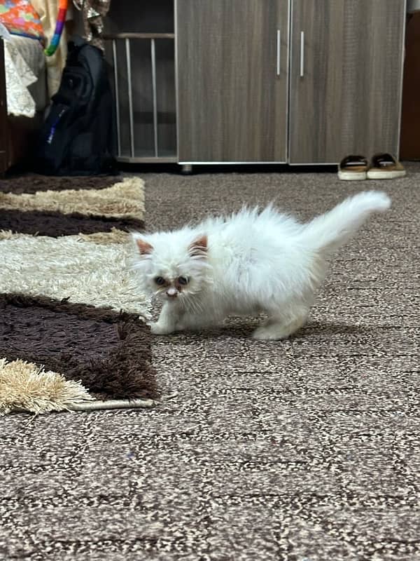 persian cat 4