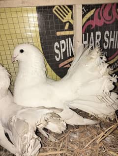 white fantail