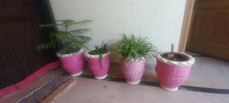 Beautiful Pink Pots for Sale – Perfect for Home & Balcony! 1