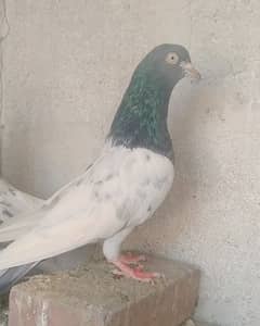 pigeon