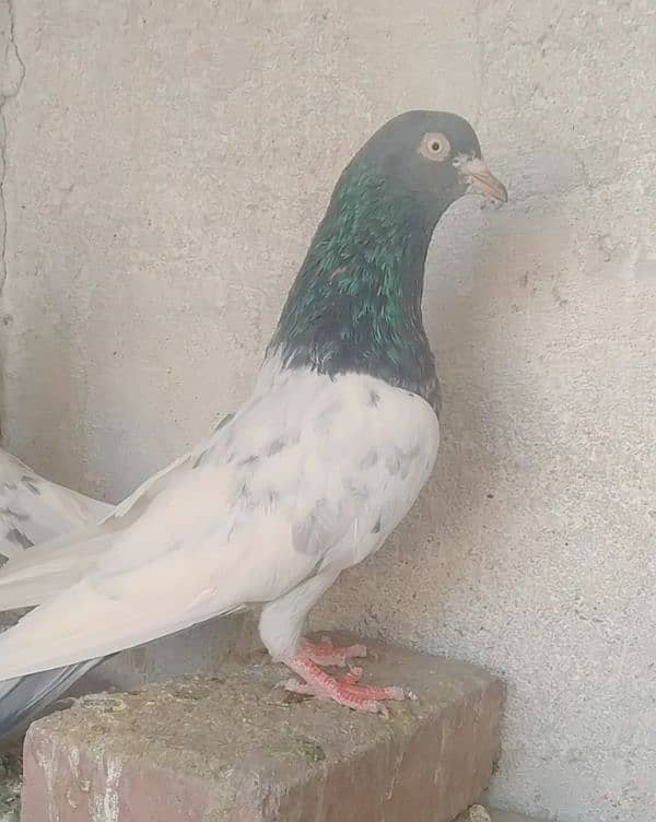 pigeon 0