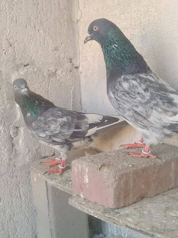 pigeon 1