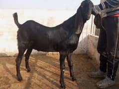 betal breeder bakra khera andul 03004216649