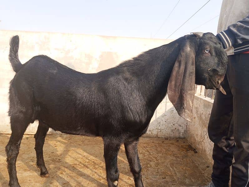 betal breeder bakra khera andul 03004216649 4