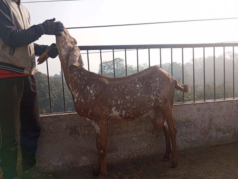 betal breeder bakra khera andul 03004216649 5