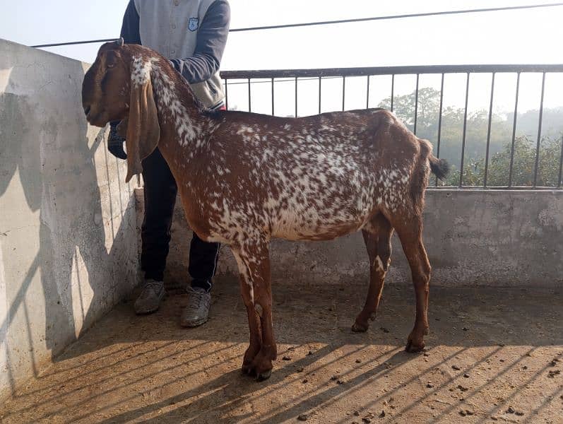 betal breeder bakra khera andul 03004216649 10