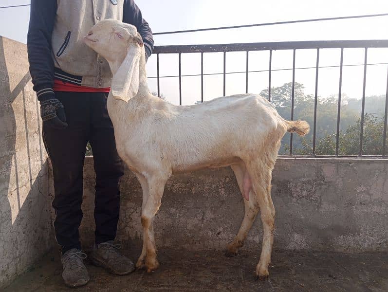 betal breeder bakra khera andul 03004216649 14