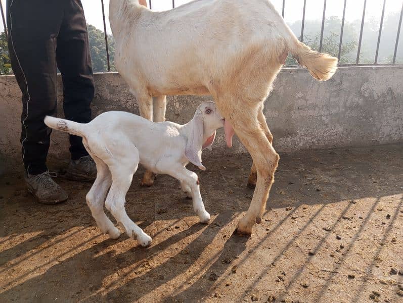 betal breeder bakra khera andul 03004216649 16