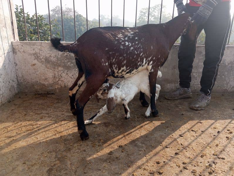 betal breeder bakra khera andul 03004216649 18