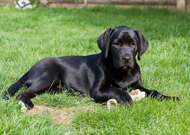 Labrador pedigree female puppy available 0