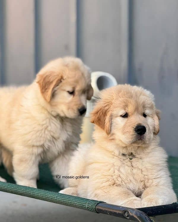 Golden retriever pedigree pups available 1