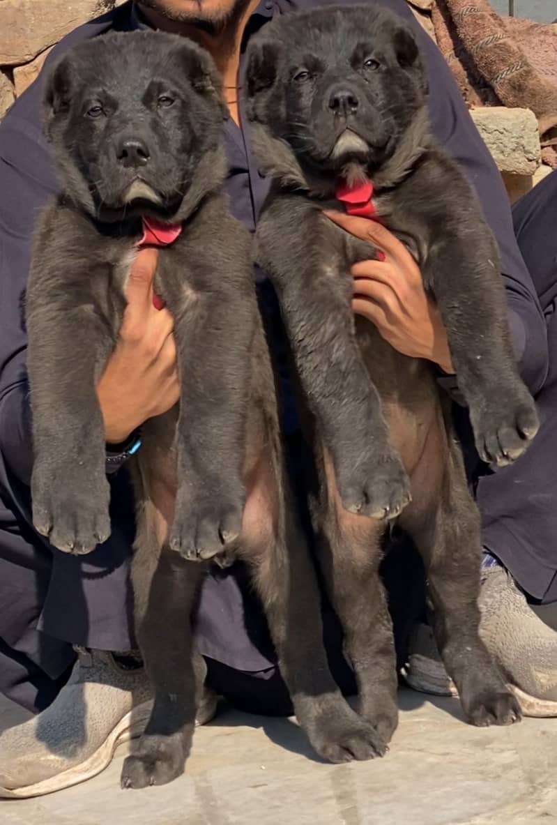 Alabai dog | King Alabai pair | security dog for sale | Alabai Breed 0