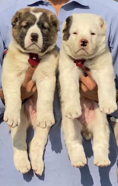 Alabai dog | King Alabai pair | security dog for sale | Alabai Breed