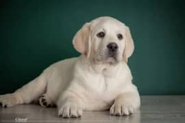 Labrador