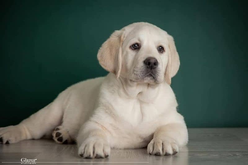 Labrador pedigree female puppies available 0