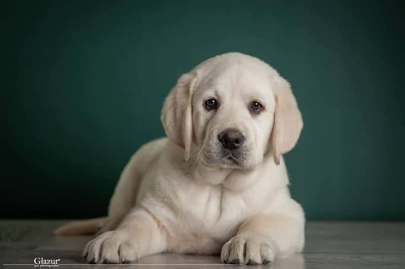 Labrador pedigree female puppies available 1