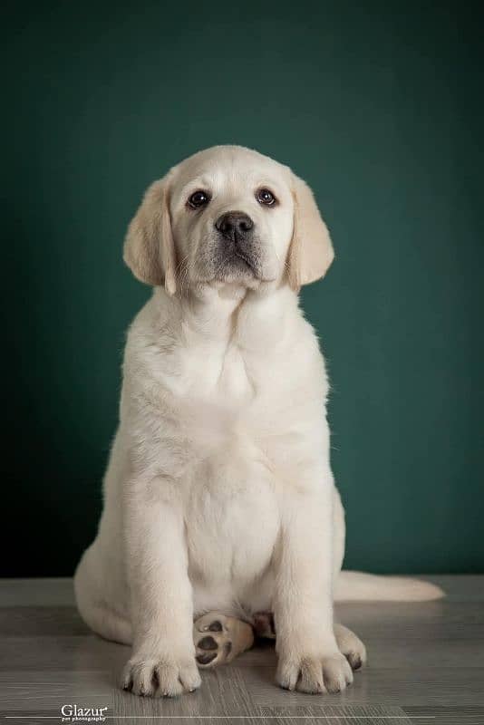 Labrador pedigree female puppies available 2