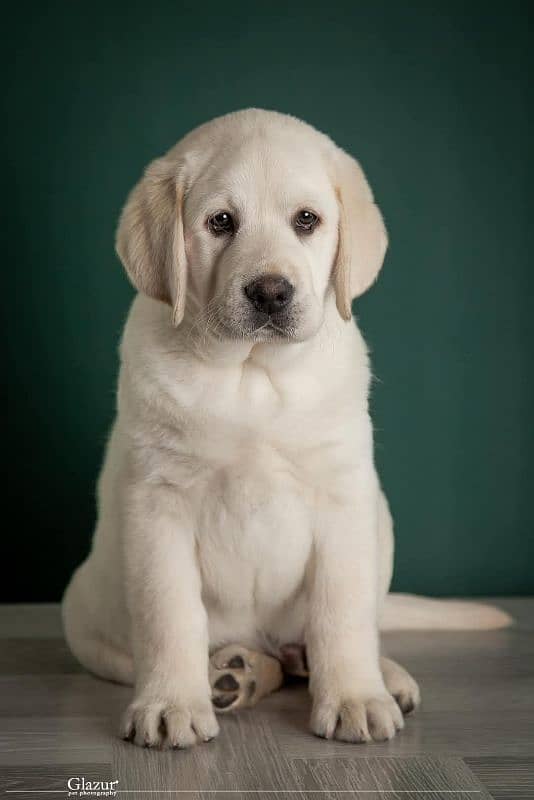 Labrador pedigree female puppies available 3