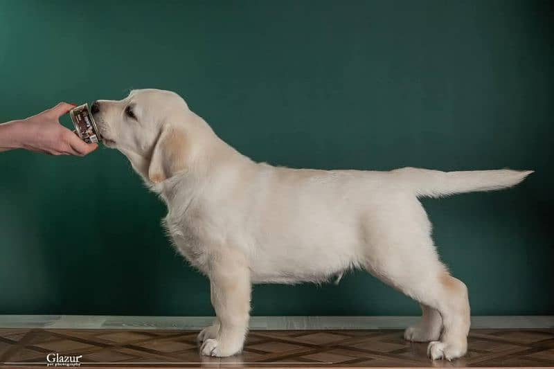 Labrador pedigree female puppies available 4