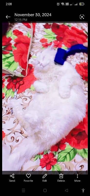 persion cat male for meeting 03038034575 3