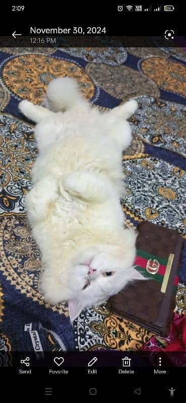 persion cat male for meeting 03038034575 7