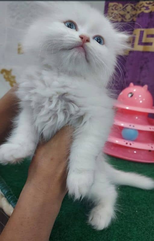 persion cat male for meeting 03038034575 11