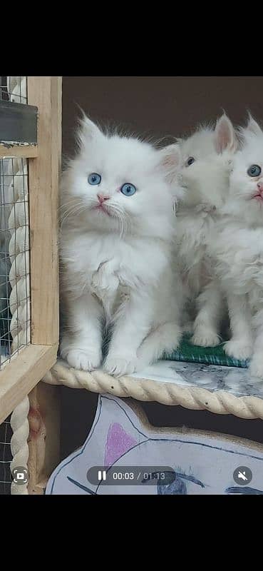 persion cat male for meeting 03038034575 13