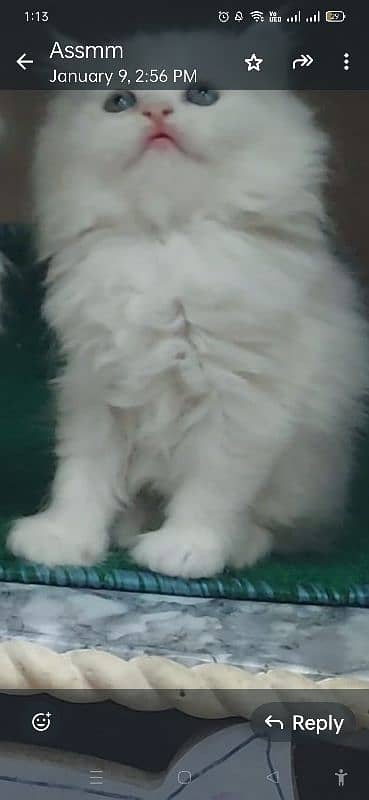 persion cat male for meeting 03038034575 14