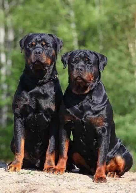 rottweiler pedigree pups available 1