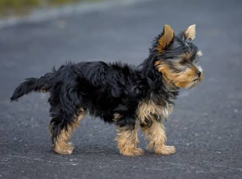 Yorkshire terrier male puppies available 0