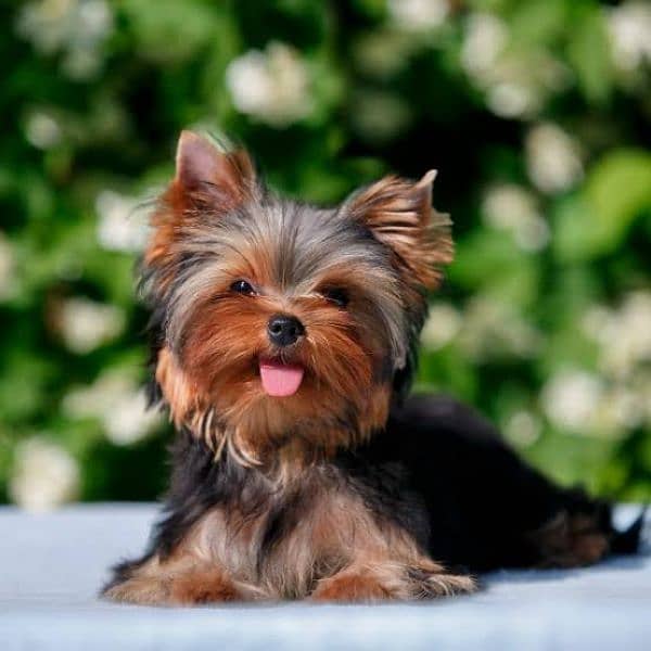 Yorkshire terrier male puppies available 2