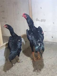 king size o shamo/high quality/Black shamo chicks/aseel shamo chick