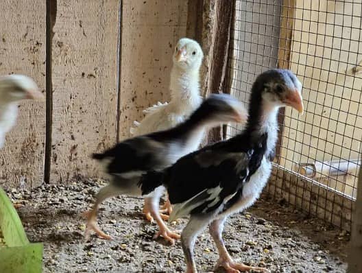 king size o shamo/high quality/white shamo chicks/aseel shamo chick 10