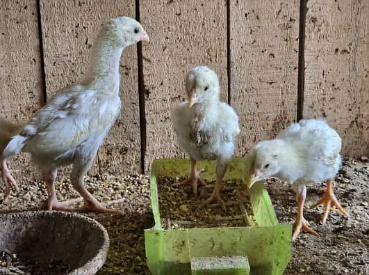 king size o shamo/high quality/white shamo chicks/aseel shamo chick 5