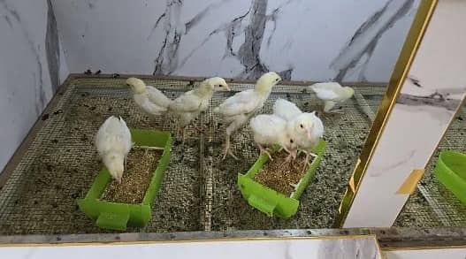 king size o shamo/high quality/white shamo chicks/aseel shamo chick 6