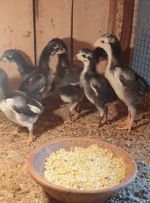 king size o shamo/high quality/white shamo chicks/aseel shamo chick 7